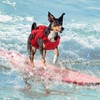 Queenmore Dog Life Jacket Medium,Dog Flotation Vest for Medium Dogs,Ripstop