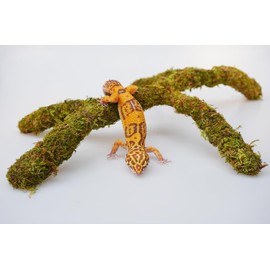 Jinymral Leopard Gecko Tank Accessories, Adjustable Climbing Toys Supplies, Terrarium Habitat Decor