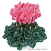 Cyclamen Seeds 15 Seeds Cyclamen Halios Select Salmon Flame