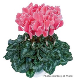 Cyclamen Seeds 15 Seeds Cyclamen Halios Select Salmon Flame