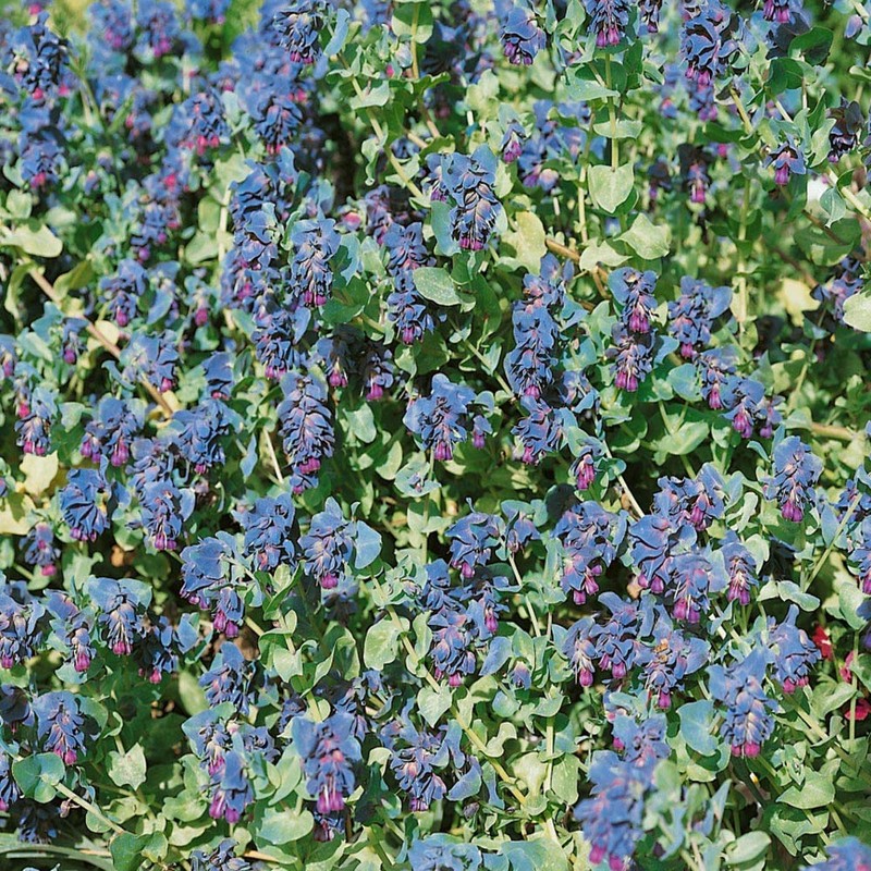 Outsidepride Cerinthe Major - 50 Seeds