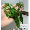 *BUY 2 GET 1 FREE* Microsorum Windelov Java Fern Windelov