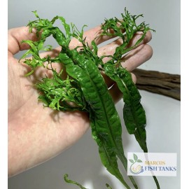 *BUY 2 GET 1 FREE* Microsorum Windelov Java Fern Windelov Live Aquarium Plant ✅