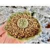 1am Succulents Rare Cactus - Pseudolithos Migiurtinus (0.4"-0.5")