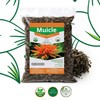 Muicle Mexican Honeysuckle 1 POUND /16.1 oz Herbal tea 100%
