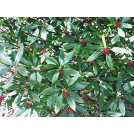 ANISE HERB * 100 SEEDS *