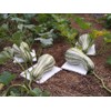 TomorrowSeeds - Green Striped Cushaw Seeds - 60+ Count -