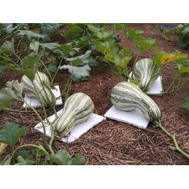 TomorrowSeeds - Green Striped Cushaw Seeds - 60+ Count - for 2025 Planting USA Garden Vegetable Southern Kershaw Pumpkin Winter Squash Gourd Silver Non-GMO Grow Your Own Home Farm Patio Healthy