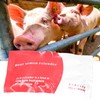 Boar Semen Extender, Artificially Inseminate Semen Dilution Powder for Pig,