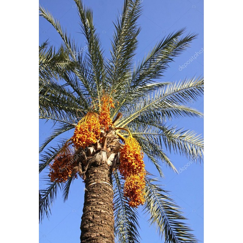 Unbranded 1- Medjool 8+” Date Palm Tree Seedlings Phoenix dactylifera