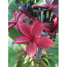 Red Rare Live UnrootedHawaiian Plumeria Plant Cutting 1 Pk 8-12 Inch A5
