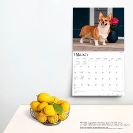 For the Love of Welsh Corgis | 2024 14 x 24 Inch Monthly Deluxe Wall Calendar | Foil Stamped Cover | BrownTrout | Animal Dog Breeds