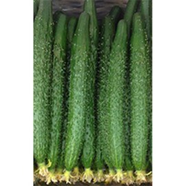 Cucumber Seeds - China Long - Hybrid - 500 Mg Packet ~20 Seeds - Non-GMO, F1 Hybrid - Asian Garden Vegetable