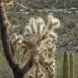 1 UNROOT Cutting 3-5 INCHES Cylindropuntia fulgida VAR. fulgida 'Jumping Cholla Cactus', Cutting