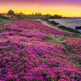 20000+ Magic Pink Creeping Thyme Seeds for Planting Ground Cover Plants Heirloom Flowers Perennial Thyme Non-GMO Thymus Serpyllum Seed