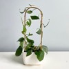20 Pack Bamboo Trellis U-Hoop for Potted Plants - 16