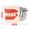 Typodont Teeth Model with Removable Teeth,Dental Tooth Model Suitable for