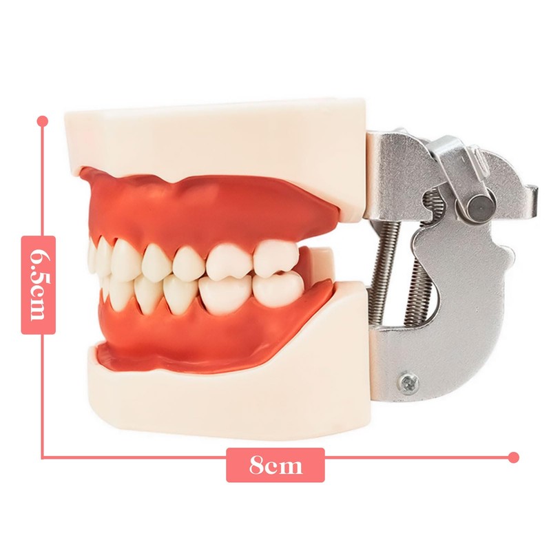 Typodont Teeth Model with Removable Teeth,Dental Tooth Model Suitable for