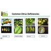 Power Spike for Citrus Trees, Citrus Tree fetilizer Spike. Feeds