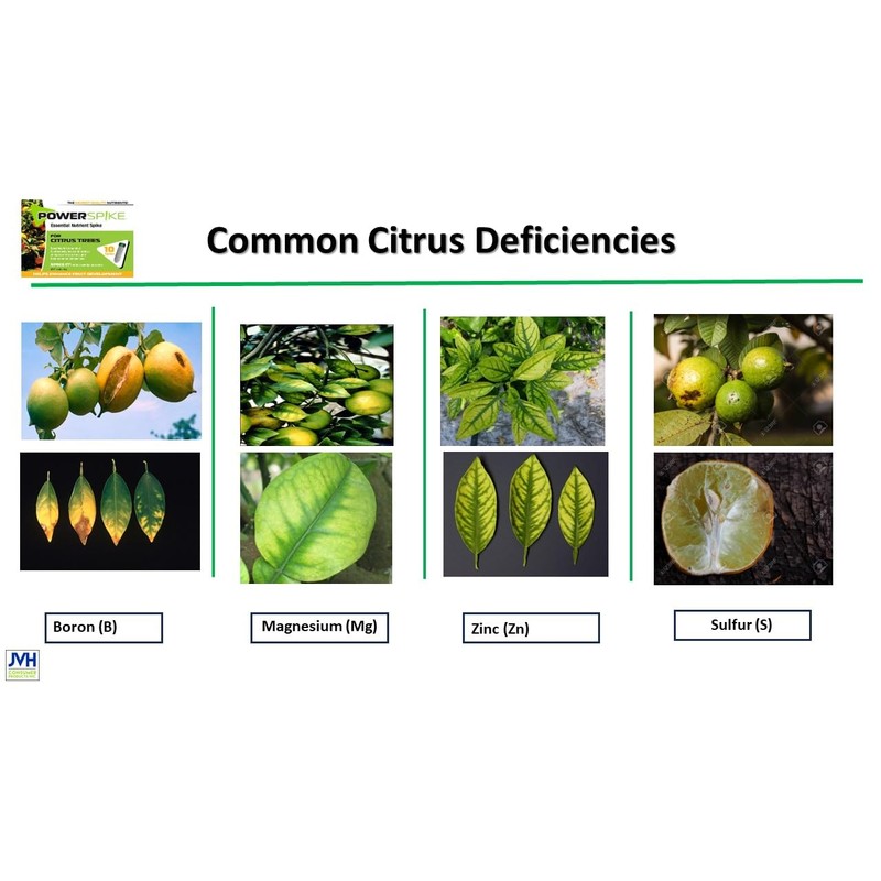 Power Spike for Citrus Trees, Citrus Tree fetilizer Spike. Feeds