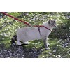 PetSafe Easy Walk CWMK-L-RED-19 Cat Harness with Elastic Bungee Lead