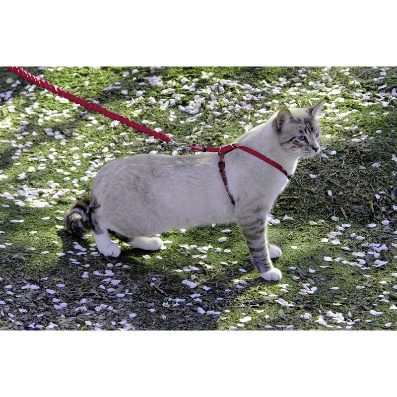 PetSafe Easy Walk CWMK-L-RED-19 Cat Harness with Elastic Bungee Lead