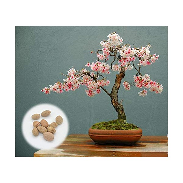 10 Japanese Flowering Cherry Blossom Bonsai Seeds, Fresh Exotic Rare Bonsai Seeds