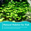 CANTON AQUATICS Brazilian Pennywort (Hydrocotyle Leucocephala) - Versatile Live Aquatic