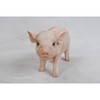 Hi-Line Gift Ltd Stanading Baby Pig, 5"