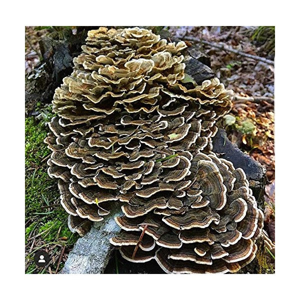 100 Grams/4 oz of Turkey Tail Mushroom Spawn Mycelium to Grow Gourmet and Medicinal Mushrooms at Home or commercially - Use to Grow on Straw or Sawdust Blocks - G1 or G2 Spawn
