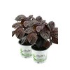 Set of 2 Japanese Basil Shiso, Perilla (Perilla frutescens), Basil