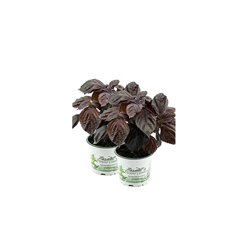 Set of 2 Japanese Basil Shiso, Perilla (Perilla frutescens), Basil