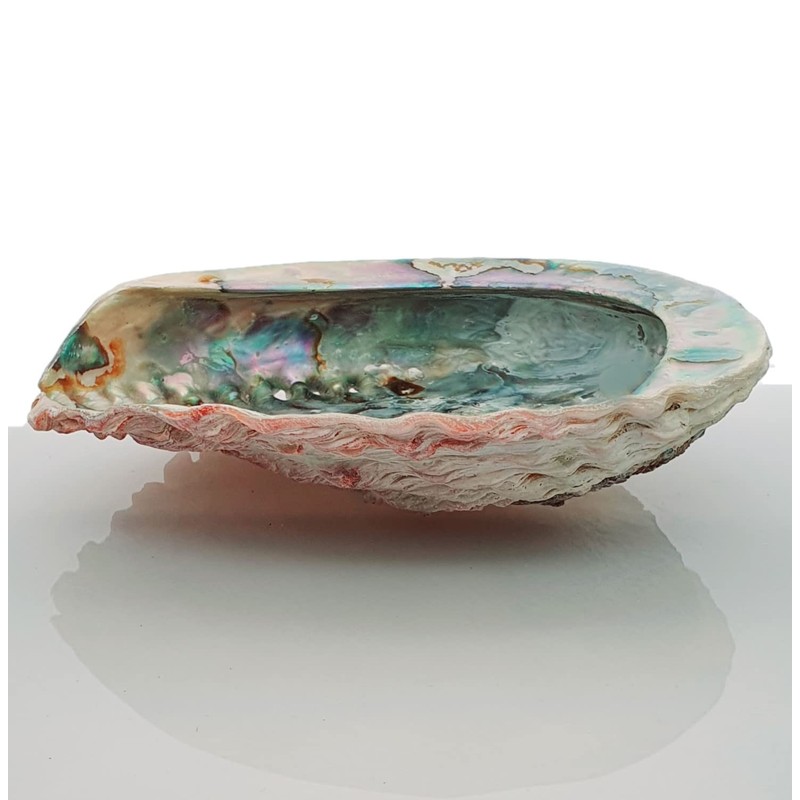 Abalone Shell Large 14-17cm Naturally Beautiful
