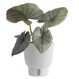 Costa Farms Alocasia Reginae Live Plant, Exotic Elephant Ear Indoor Houseplant | 12-Inches Tall | Trending Tropicals Collection | Self-Watering Pot | Easy Grow Plant for Home, Room Decor