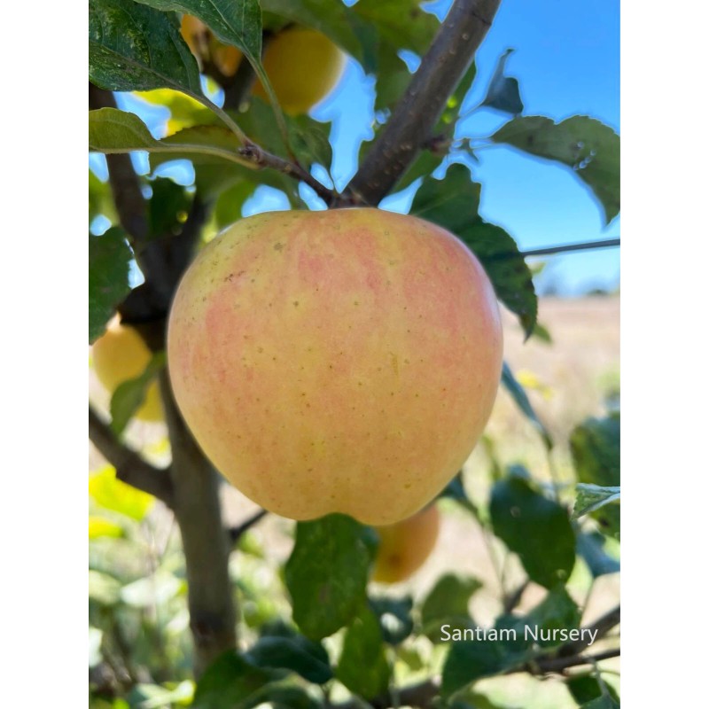Santiam Nursery Japanese Aomori Toki apple tree, bare root, 青森水蜜桃蘋果，土岐（拓季）