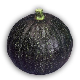 Squash Seeds - Japanese, Winter - Tetsukabuto - Hybrid - 2 g Packet ~12 Seeds - Non-GMO, F1 Hybrid - Asian Garden Vegetable