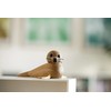 Spring Copenhagen Female Seal | Seal Mother | Chresten Summer
