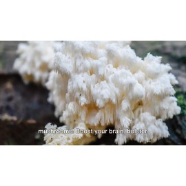 Baja North Mercantile Freeze Dried Lion’s Maine Mushroom Slices 25 Year Shelf Life ORGANIC. Made in US