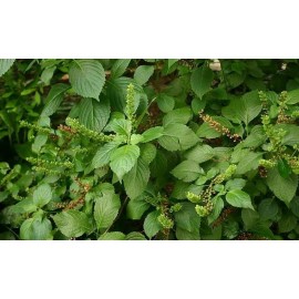 Buy Rare Seeds Ocimum gratissimum | West African Wild Clove Basil | 100_Seeds