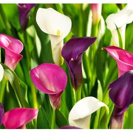 Rare 100Pcs White Pink Red Purple Calla Lily Seeds Beautiful Flowers Mix Color Perennial Plant Planting for Outdoor Indoor Bonsai