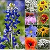 Texas & Oklahoma Wildflower Seeds Mix - Native Annuals, Perennials