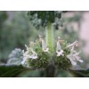 250 White Horehound Herb Seeds Marrubium vulgare