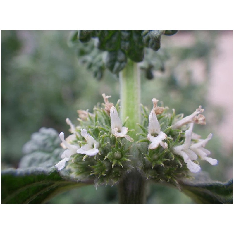 250 White Horehound Herb Seeds Marrubium vulgare