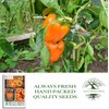 Orange Sun Bell Pepper Seeds (Capsicum annuum) – 100+ Non-GMO