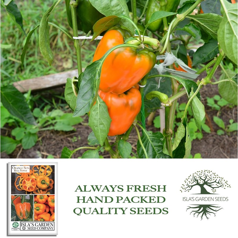 Orange Sun Bell Pepper Seeds (Capsicum annuum) – 100+ Non-GMO