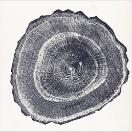 ART.COM Stretched Canvas Print Tree Ring III by Vision Studio, 16" x 16"