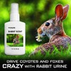 Rabbit Urine Spray | Rabbit Scent for Dog Training, Coyote