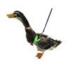 Yesito Chicken Harness Hen Size With6-foot Matching Belt - Adjustable,