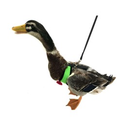 Yesito Chicken Harness Hen Size With6-foot Matching Belt - Adjustable, Elastic, Comfortable, Breathable, Small Size, Suitable for Chicken, Duck or Goose Suitable for Weight About 2.3-3.8Pounds, Green