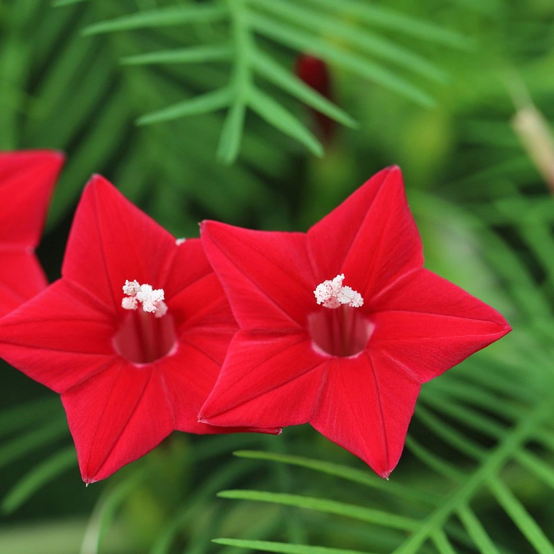 Outsidepride Red Cypress Vine Seeds - 100 Pcs Annual Flower